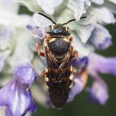 Dianthidium texanum