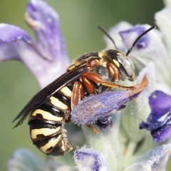 Dianthidium texanum