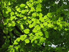 Cercidiphyllum japonicum