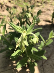 Lithospermum virginianum