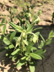 Lithospermum virginianum