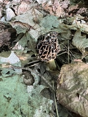 Morchella prava
