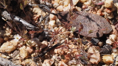 Leptosiphon pygmaeus continentalis