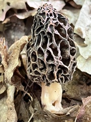 Morchella prava