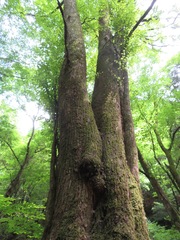 Cercidiphyllum japonicum