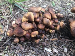 Armillaria luteobubalina