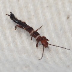 Anisembia