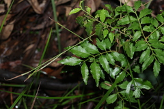 Jagera pseudorhus