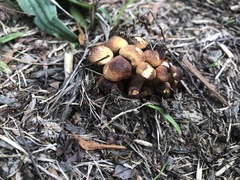 Armillaria luteobubalina