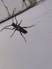 Anthophylax attenuatus