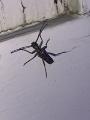 Anthophylax attenuatus