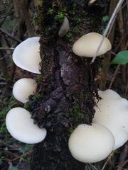 Conchomyces bursiformis