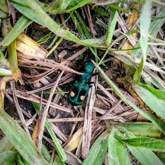 Pseudoxycheila bipustulata