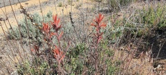 Castilleja miniata oblongifolia