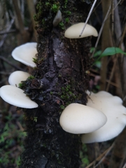 Conchomyces bursiformis