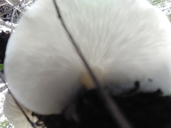 Conchomyces bursiformis