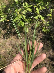 Dichanthelium angustifolium