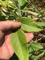 Desmodium nuttallii