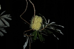 Banksia integrifolia compar