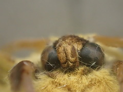 Anthela inornata
