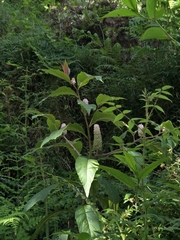 Phytolacca japonica