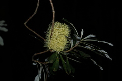 Banksia integrifolia compar