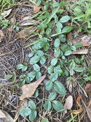 Tephrosia chrysophylla