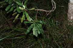Banksia integrifolia compar