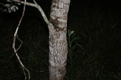 Banksia integrifolia compar