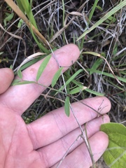 Tephrosia florida