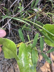 Tephrosia florida