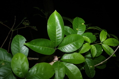 Melicope elleryana