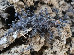 Formicoidea
