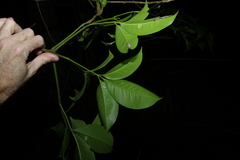 Melicope elleryana