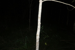 Melicope elleryana