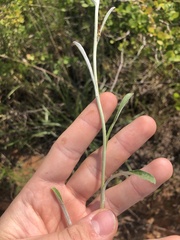 Gamochaeta argyrinea