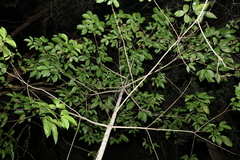 Melicope elleryana