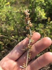 Gamochaeta argyrinea