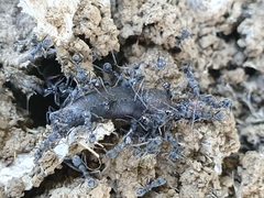 Formicoidea