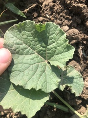 Cucumis melo agrestis