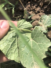 Cucumis melo agrestis