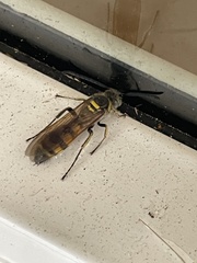 Dielis trifasciata