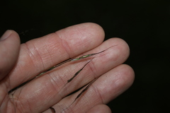 Chrysopogon sylvaticus