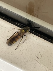 Dielis trifasciata