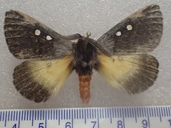 Anthela stygiana