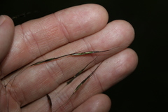 Chrysopogon sylvaticus
