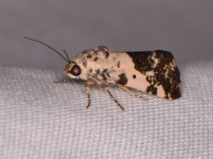 Tarache tenuicula