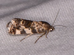 Tarache tenuicula