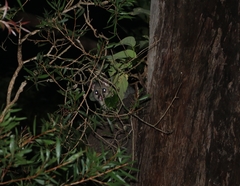 Trichosurus vulpecula