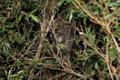 Trichosurus vulpecula